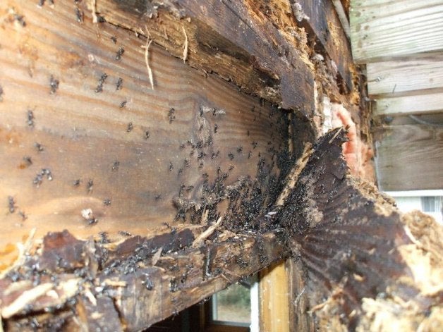 Termites in house deals